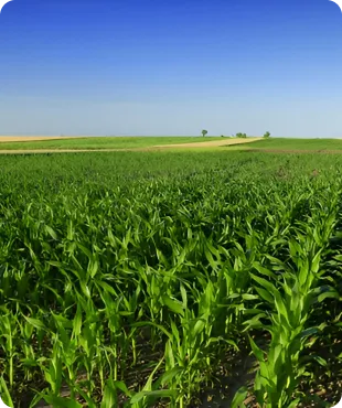 Vast green agricultural field with rows of crops under a clear blue sky.